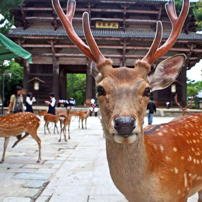 Nara 0002 Layer 7