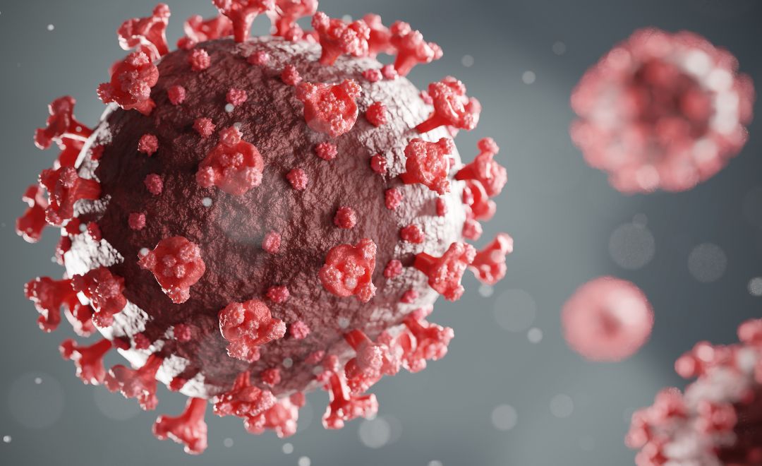 The COVID-19 virus in red on a gray background